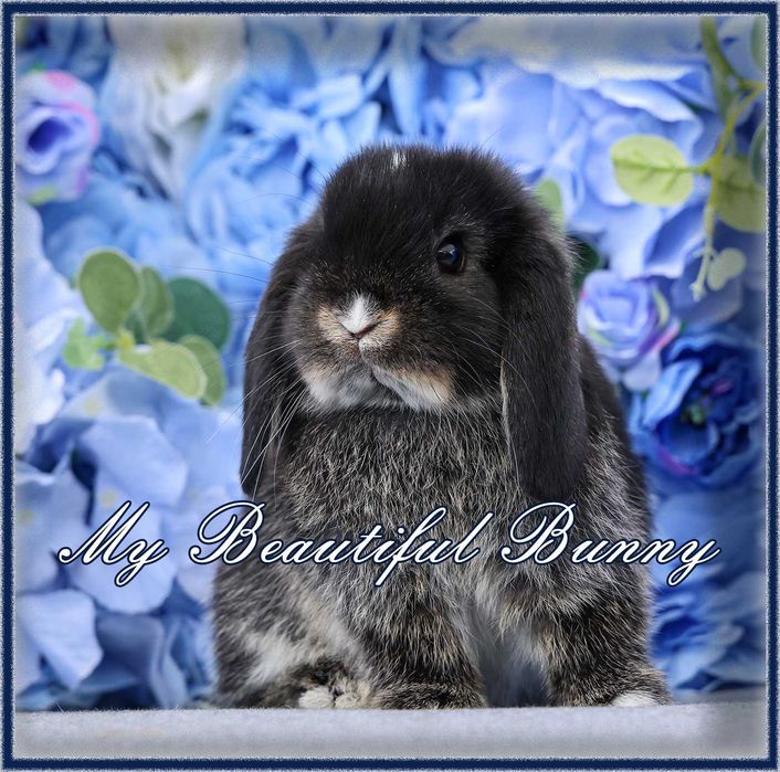 Młody Królik Mini Lop - Black otter