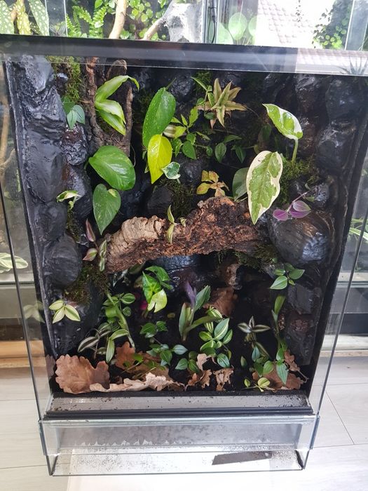 Terrarium tropikalne 40x40x60 gekon, jaszczurka