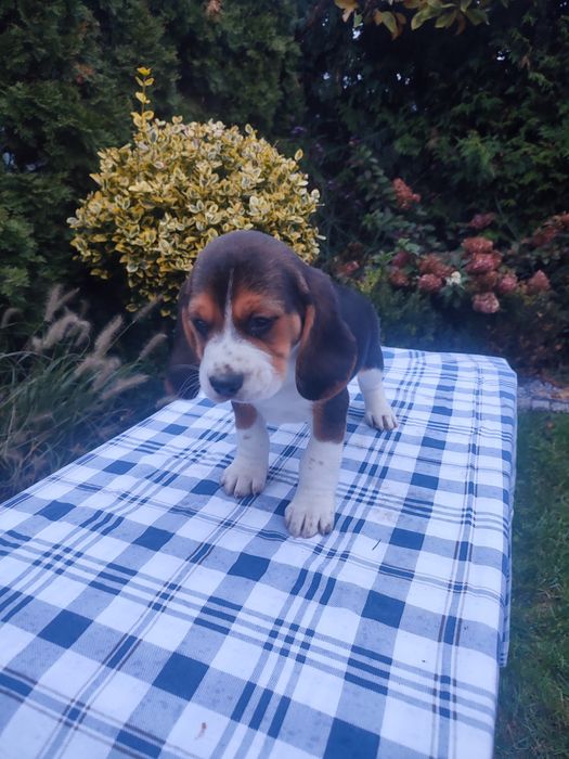 Beagle piesek szczeniak