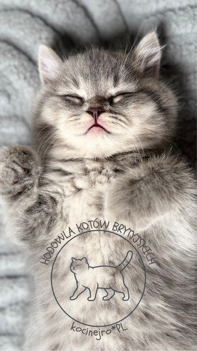 Kot Brytyjczyk niebieski pregowany rodowod FPL