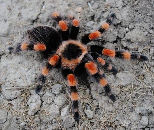 Мексиканский паук самка Brachypelma smithi)