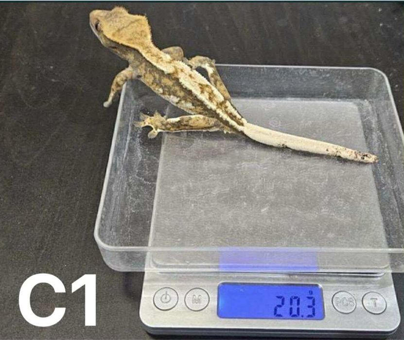 Samiczki Gekona orzesionego