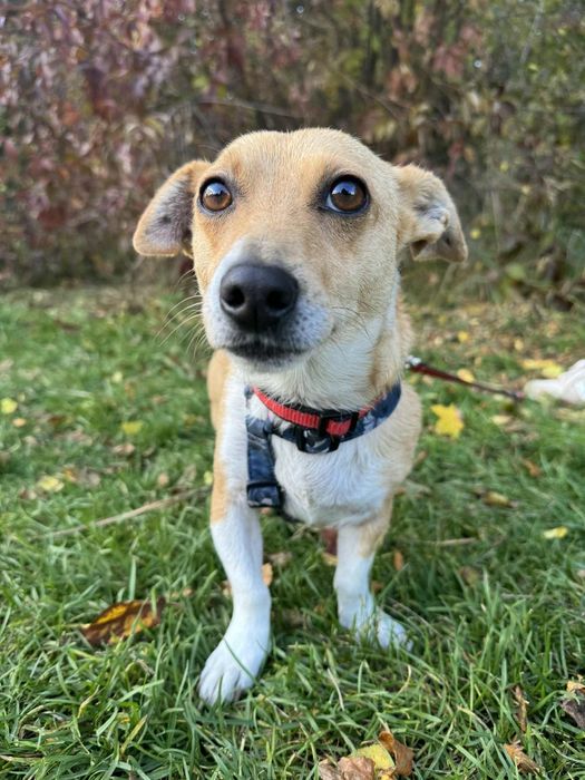 Taolinka do pokochania na zabój!