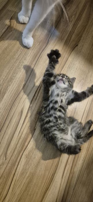 Mam do oddania małego kotka szary kotek