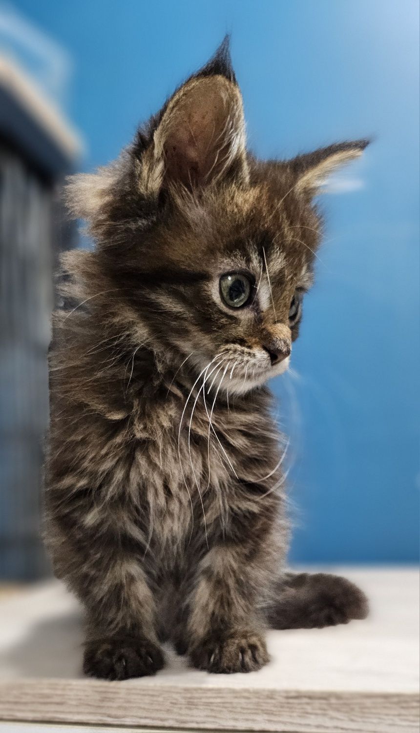 Kocurek Maine Coon