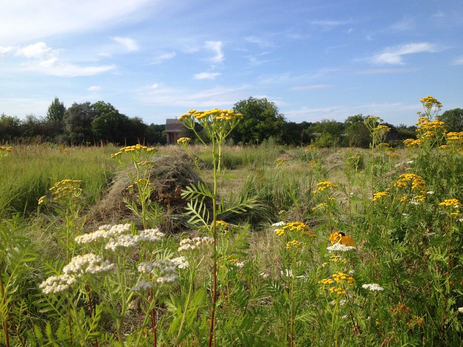 Перегній продам  чи міняю на зерно,солому,картоплю, мед,дошки