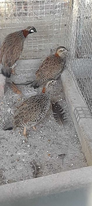 Cocós, faisões e patos