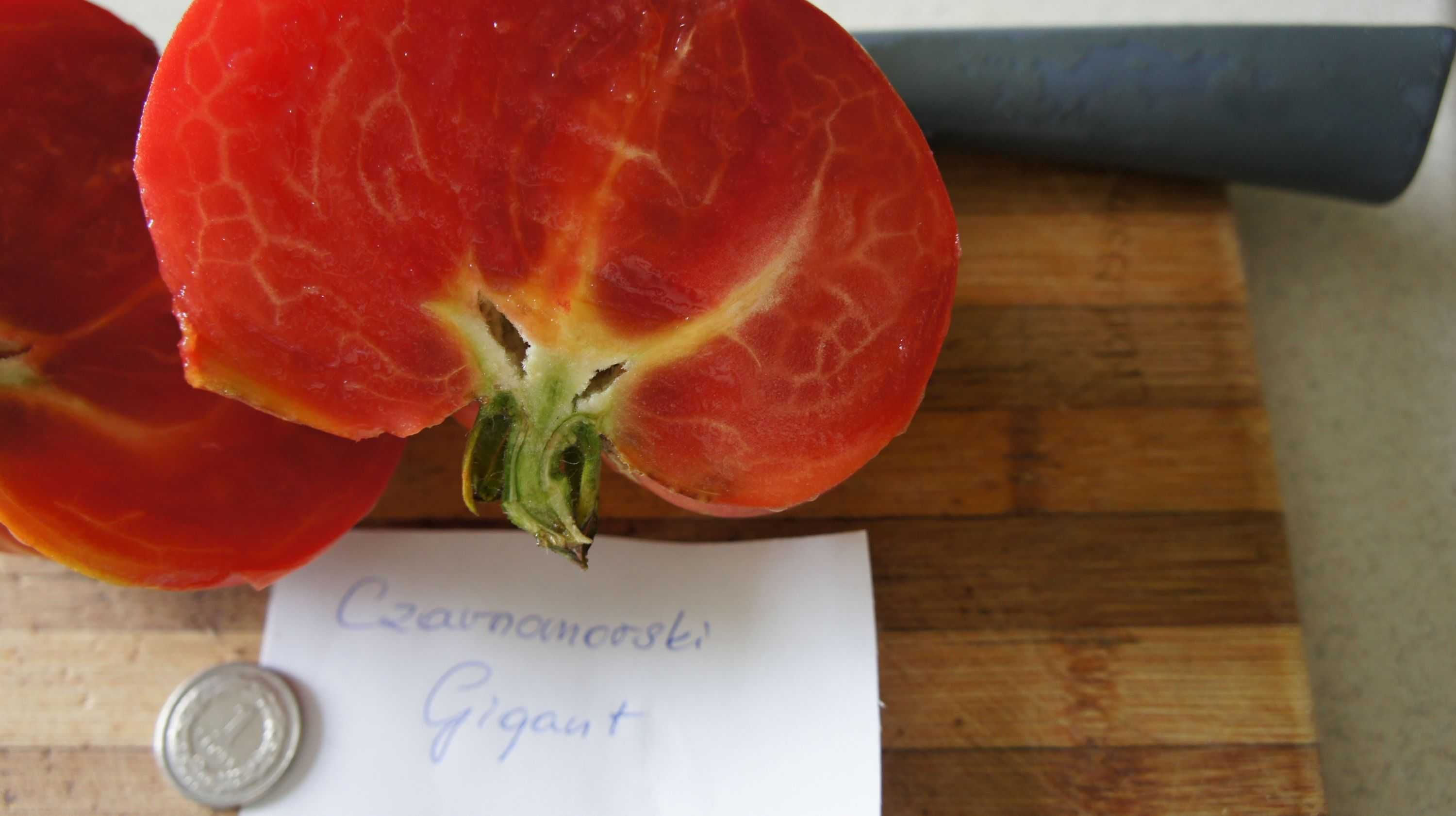 Pomidor Czarnomorski gigant-sadzonka-komplet (10szt.)