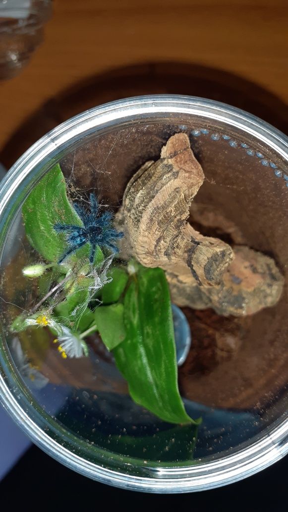Caribena versicolor l1 + pojemnik + karaczany + gratis