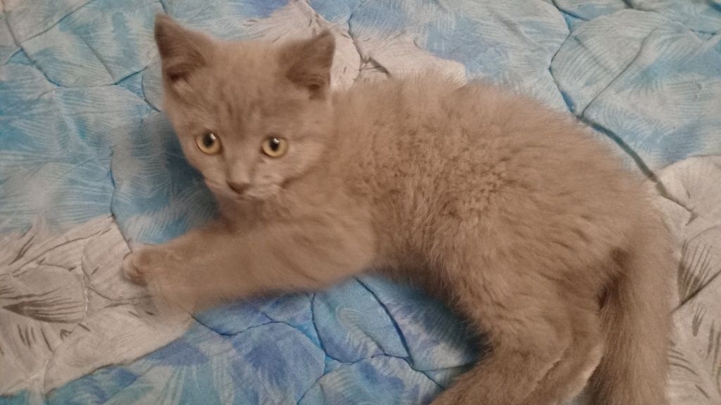 Прямоухі  кошенята британці