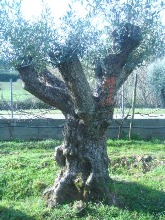 Oliveiras para jardim