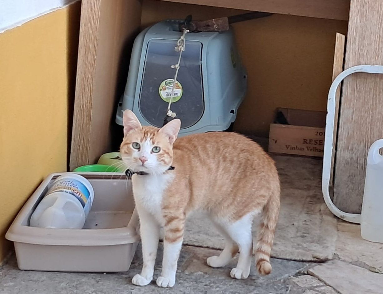 Simba - gato jovem para adoção