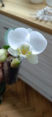 Орхідея фаленопсис біла