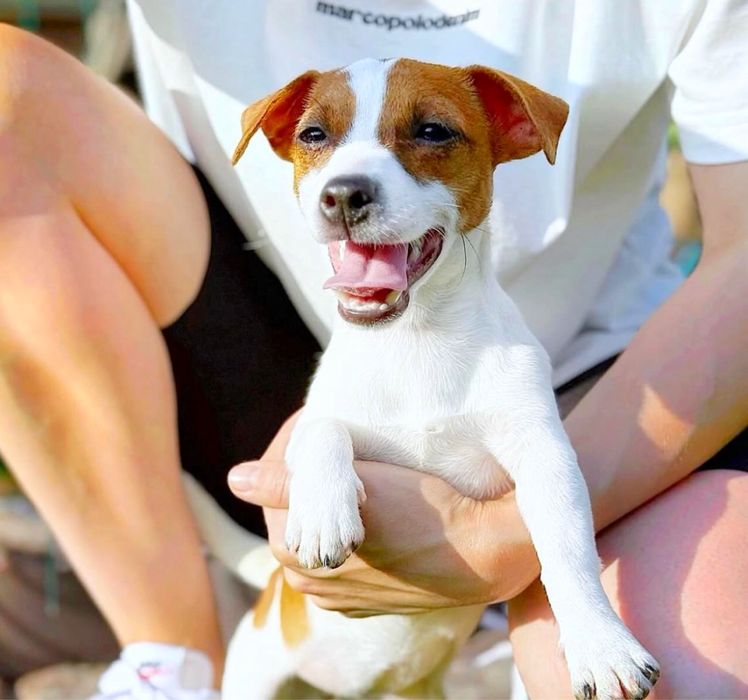 Джек рассел наймовірна дівчинка