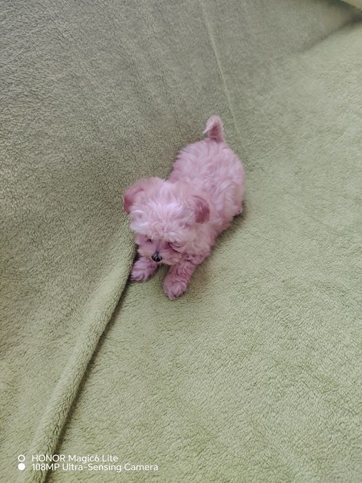 Śliczna suczka maltipoo miniaturka