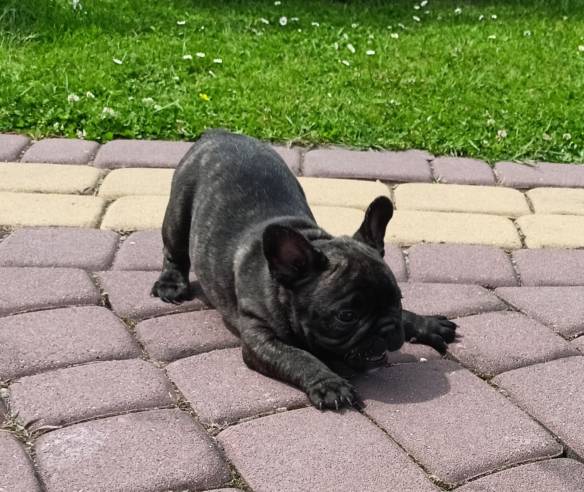 Buldog francuski
