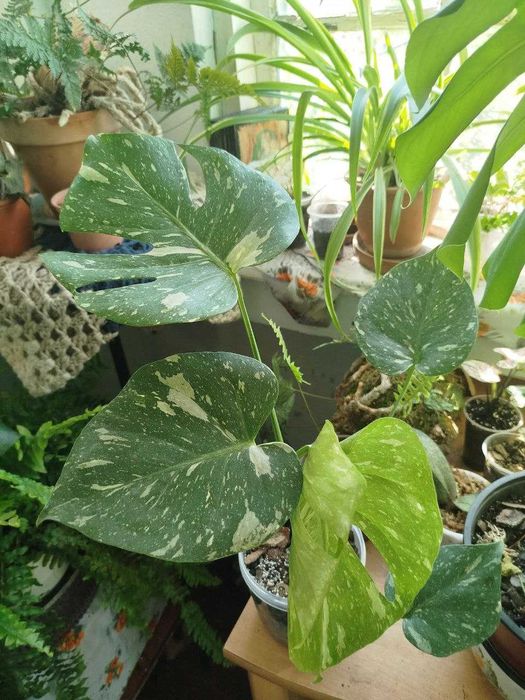 Монстера Тайське сузір'я