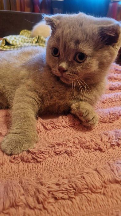 Британцы (котята)