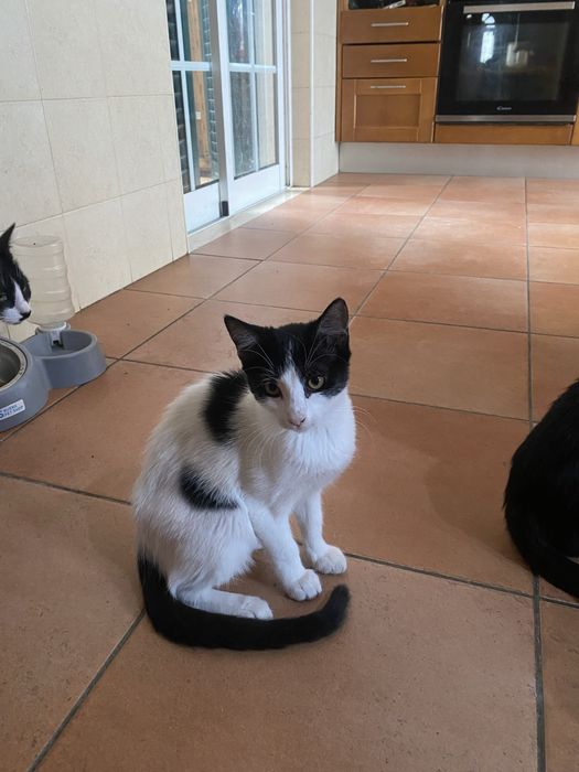 Duas gatinhas adoráveis para adoção – 2 meses e meio