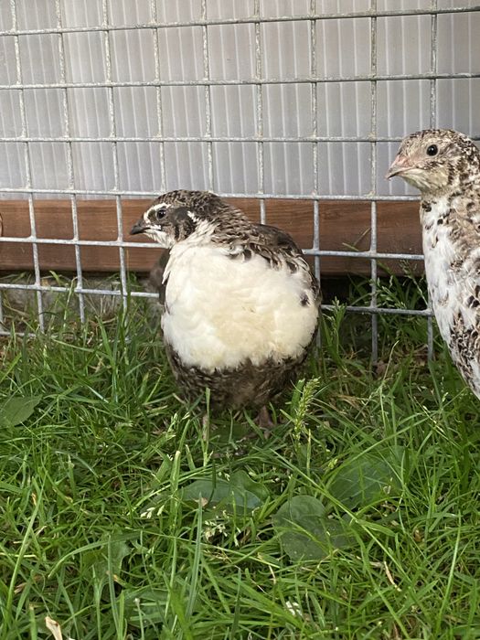 przepiórki, przepiórka japońskie