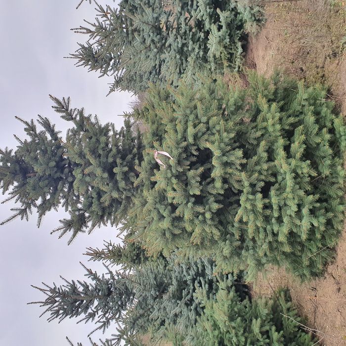 Ель живая колючая зелёная сизая голубая