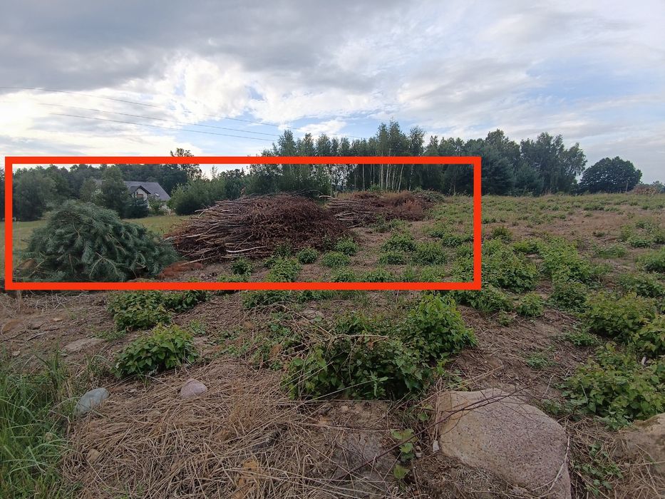 Gałęzie, wycinka, gałęźówka, brzózki, sosna pod rembak na torf