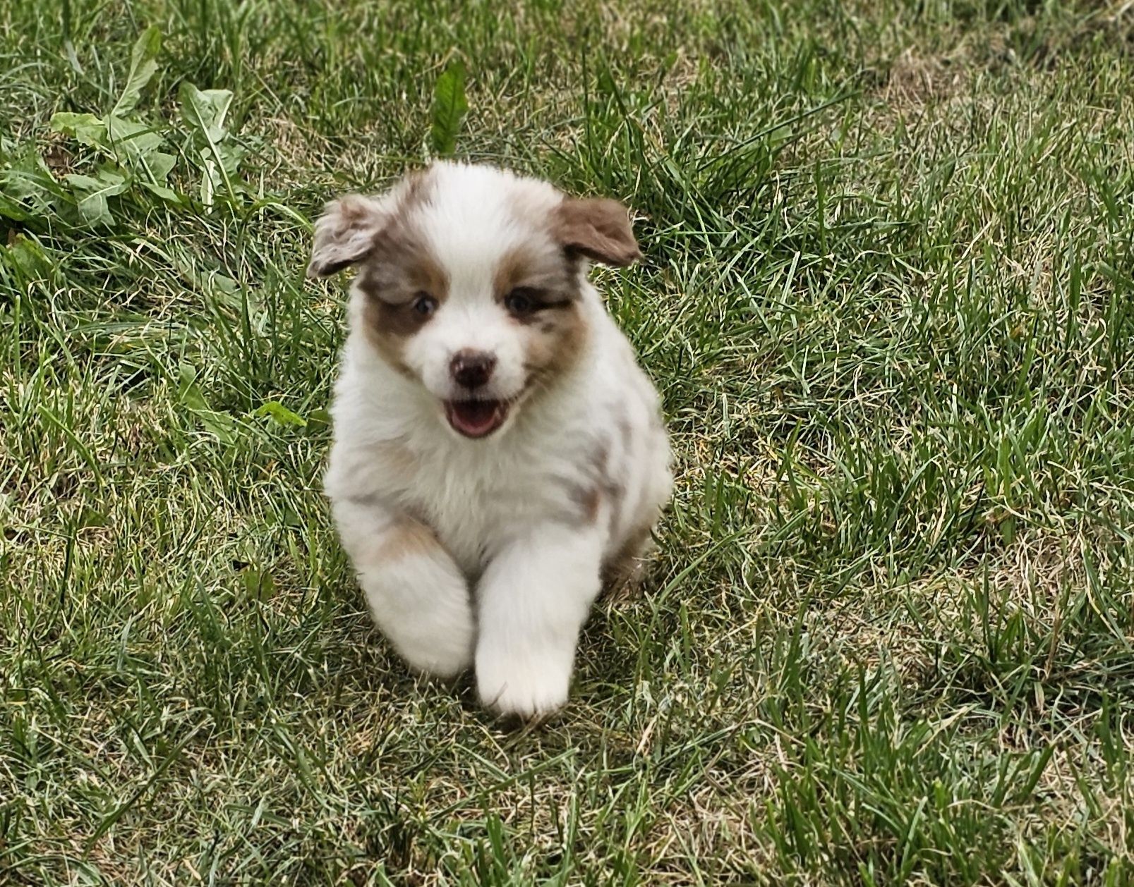 Miniaturowy Owczarek Amerykański piesek red merle