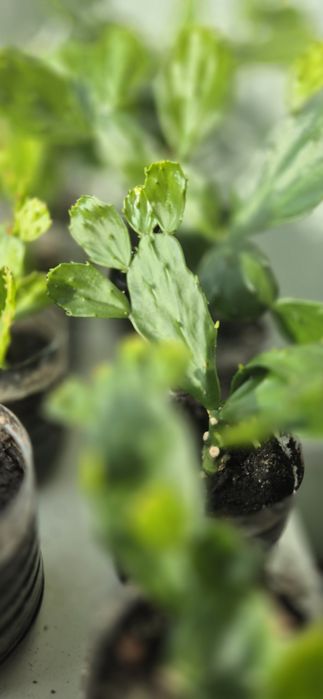 Кактус опунция, опунція