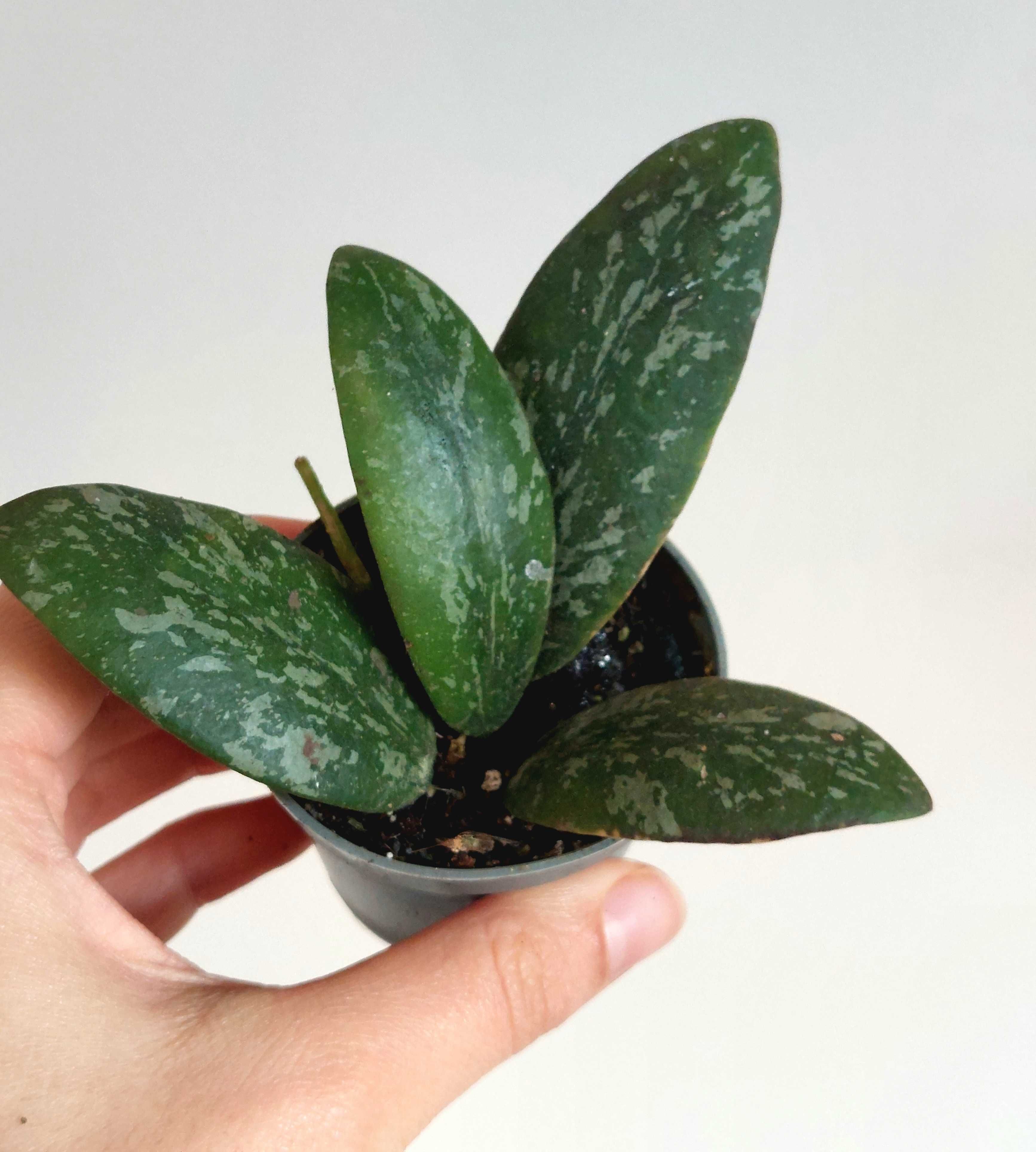 Planta Hoya sigillatis