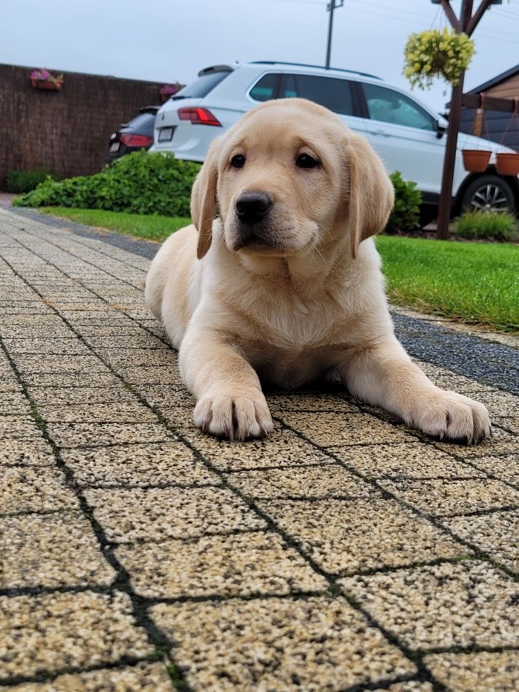 Labrador Retriever Szczeniak