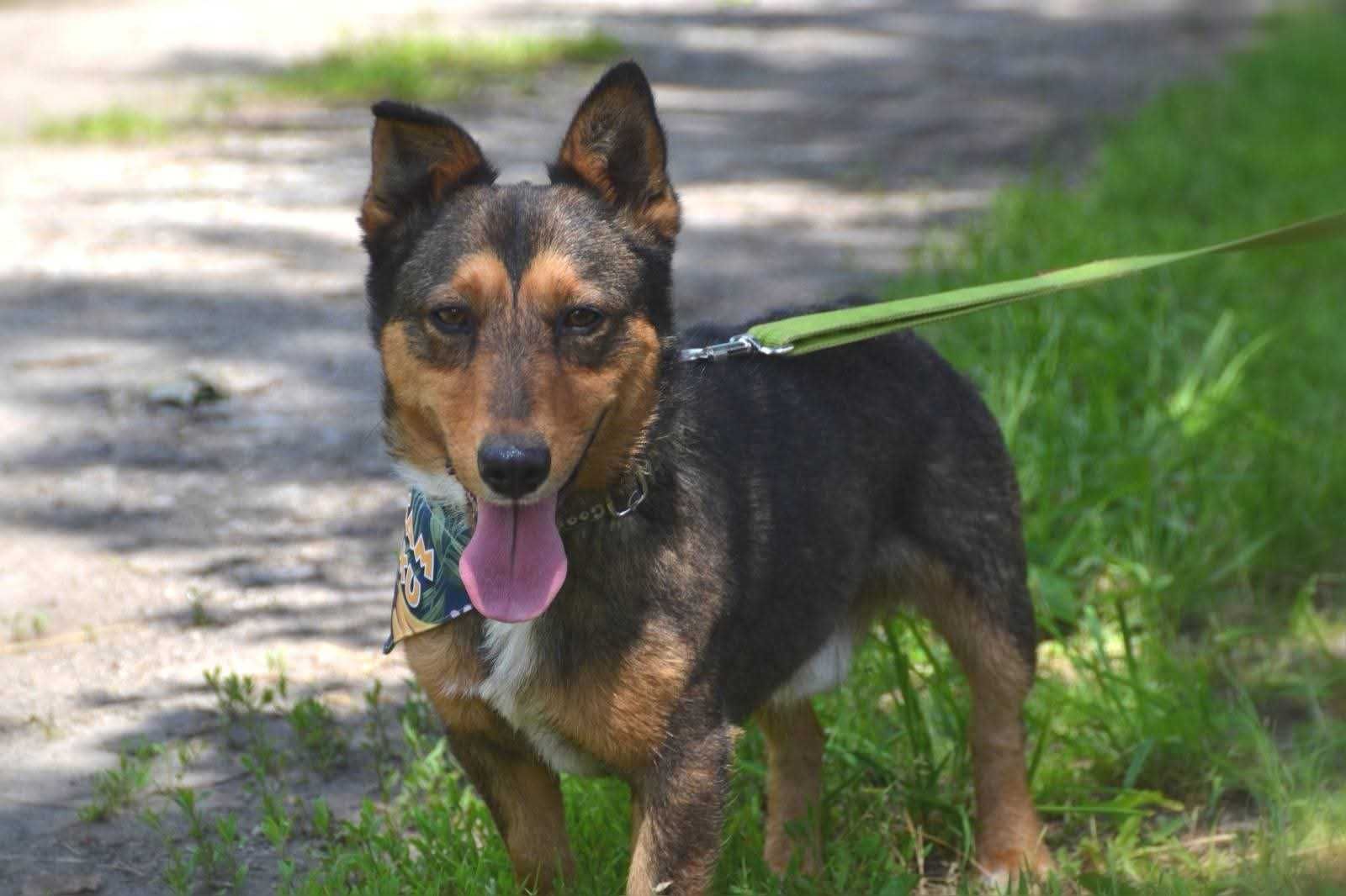 Cypisek - mały rezolutny radosny piesek ADOPCJA