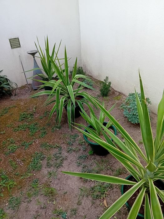 Venda de fiteiros vários tamanhos em vaso.