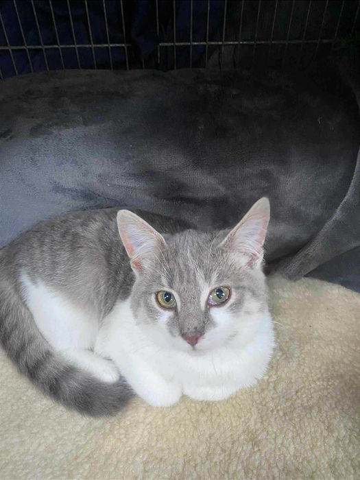 Красуні досі без дому... Скучають