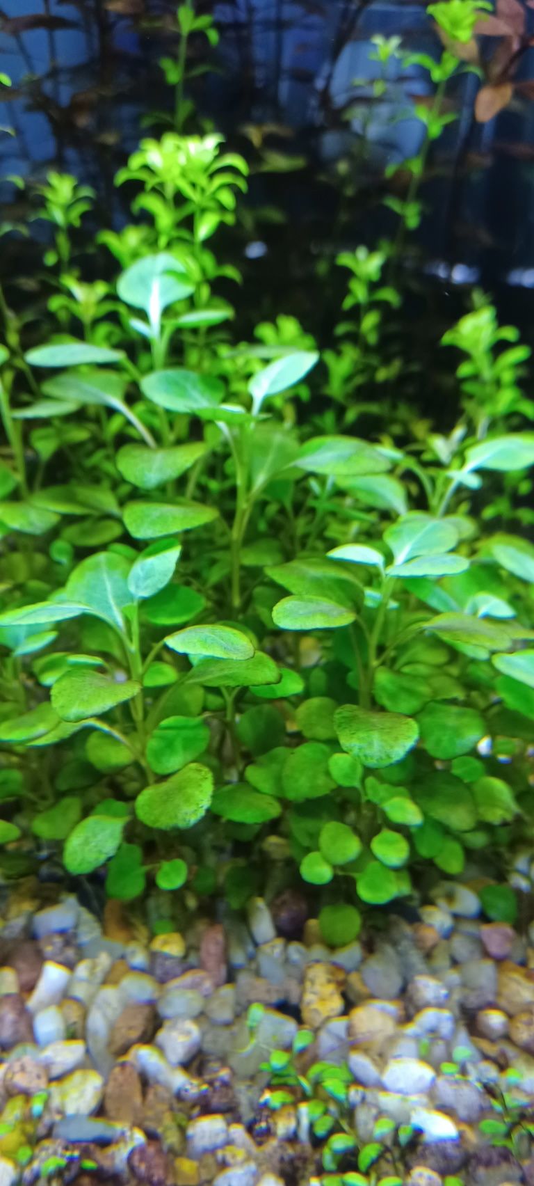 Lobelia Cardinalis mini roślina akwariowa