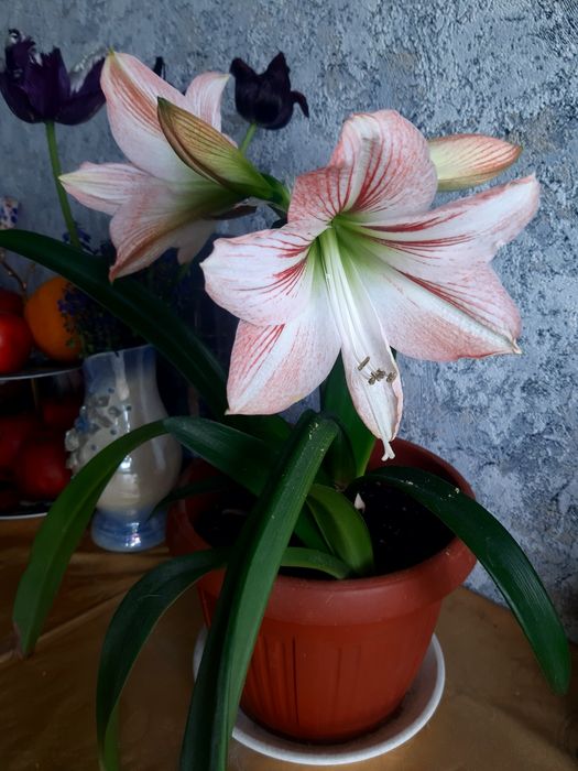 Продам цветы: амариллис, тещин язык, каланхоэ