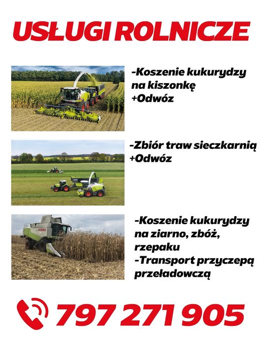 Koszenie kukurydzy na ziarno przyczepa przeładowcza