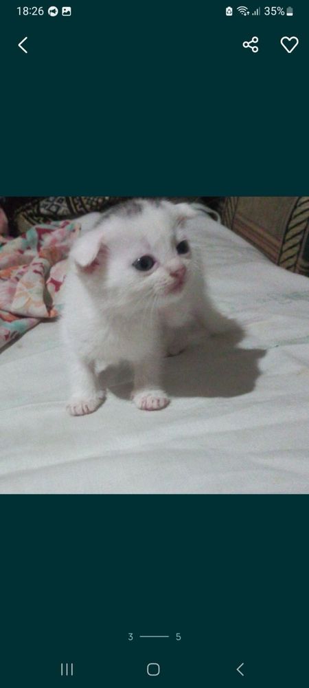 Шотландські кошенята