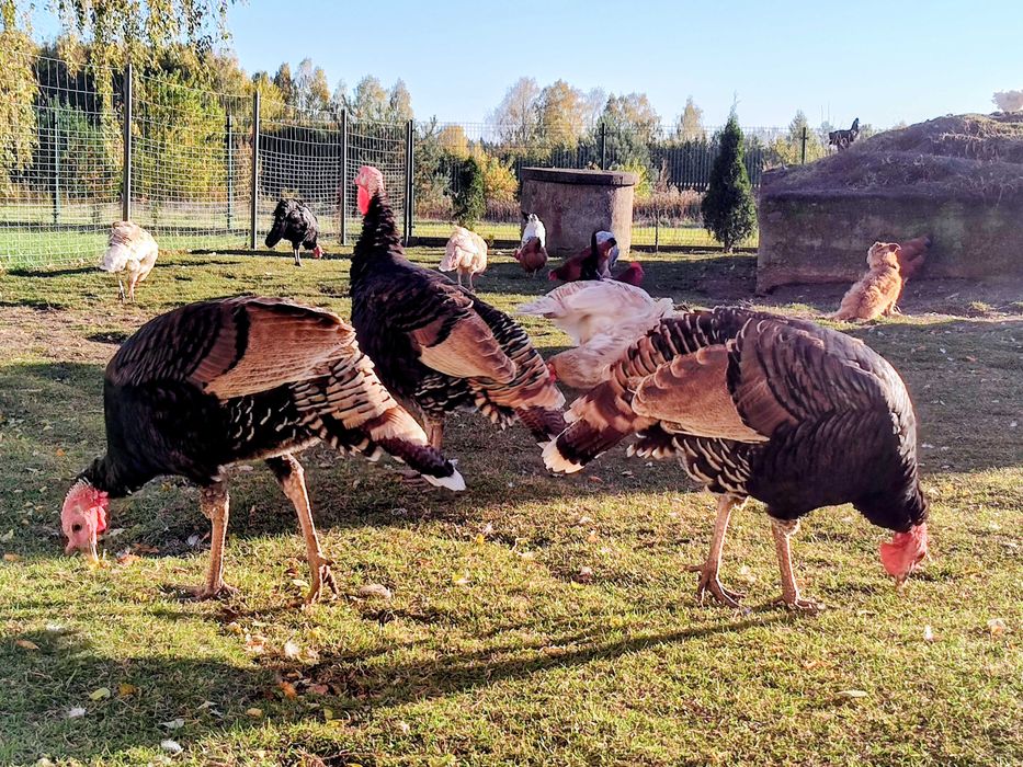 Indyki Bronz Szerokopierśny