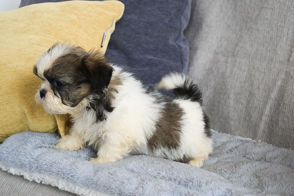 Shih-tzu macho disponível