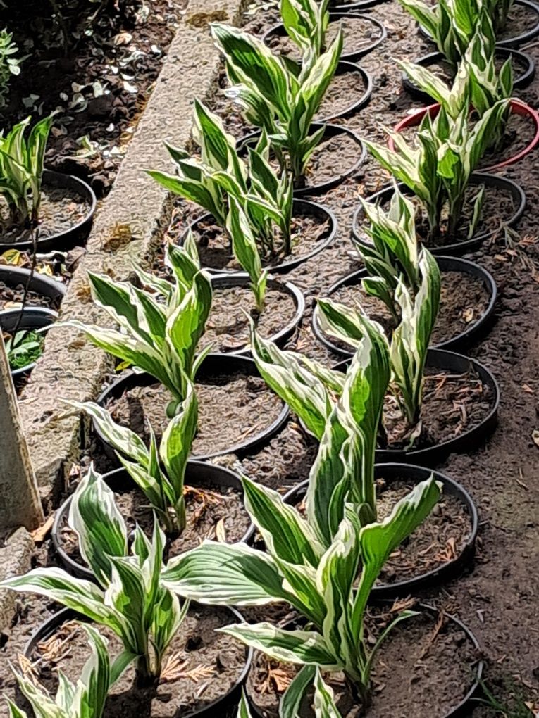 Funkia Hosta * bialo-zielone, zielona i żółto-zielone ,ładne sadzonki