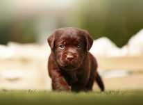 Labrador Retriever