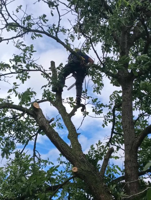 Wycinka drzew metodą alpinistyczna