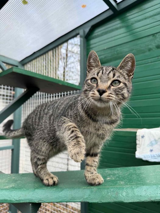 Przeuroczy Fionek poleca się do adopcji!