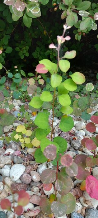 Berberysy, pęcherzyce zielone i bordowe, złotokap, perukowce.
