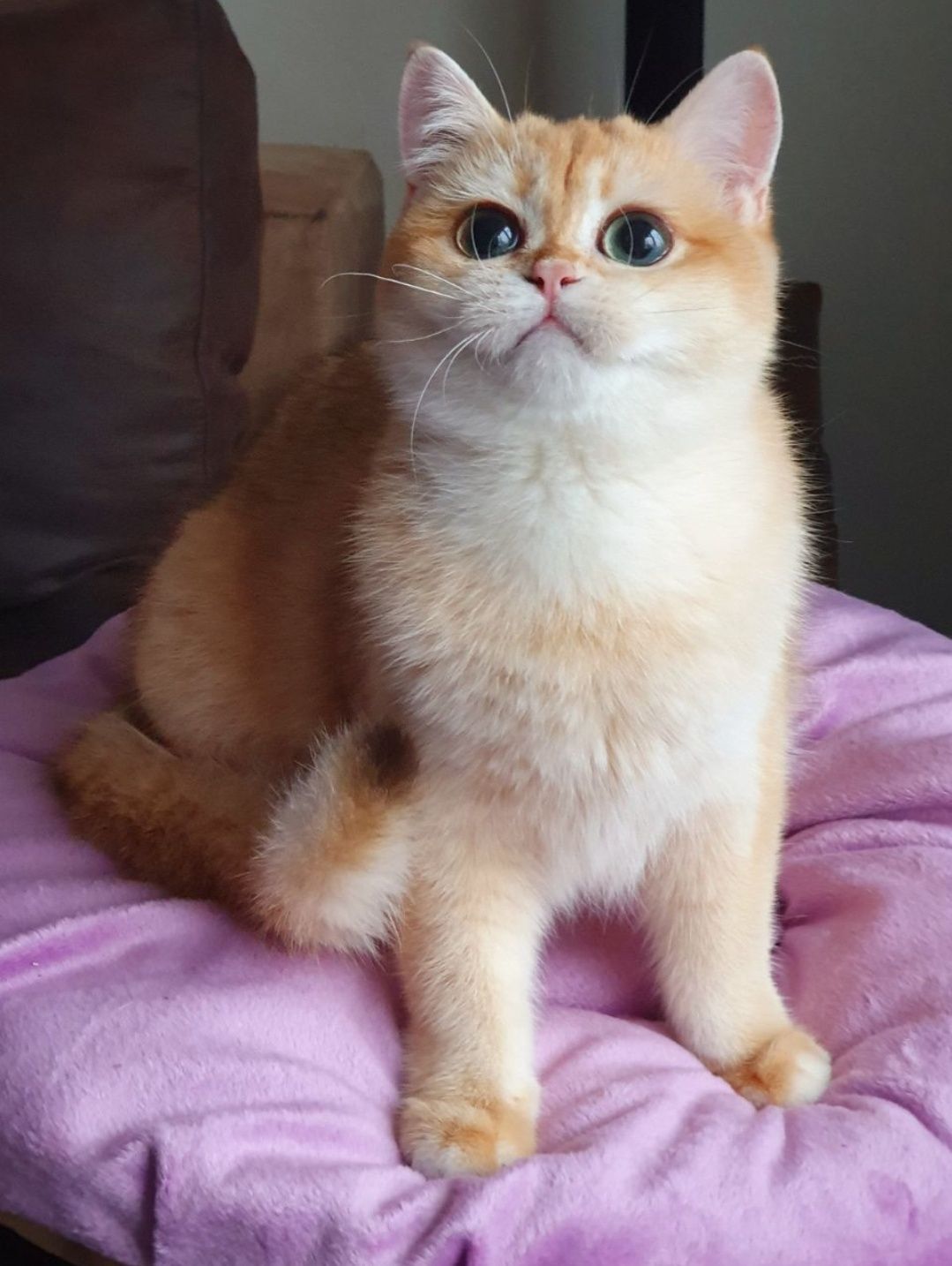 Золотая британская шоколадного золота кошка котята