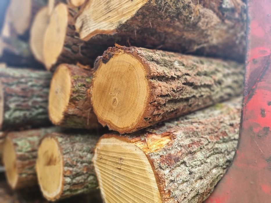 Drewno brzoza, olcha,  dąb, grab,sosna...