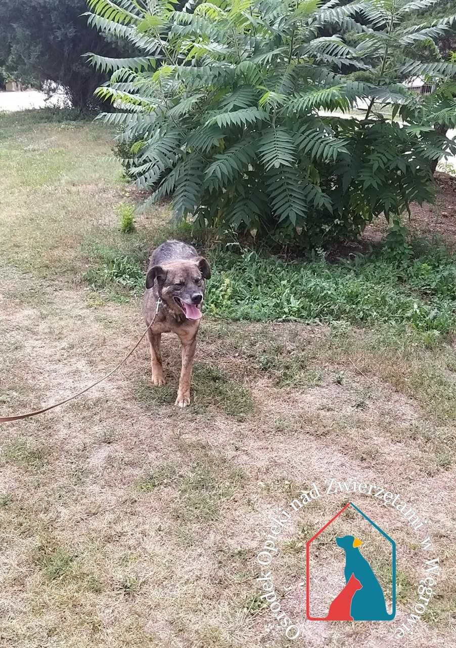 ORBIT  szuka domu! Już długo jest w schronisku. Adoptuj!