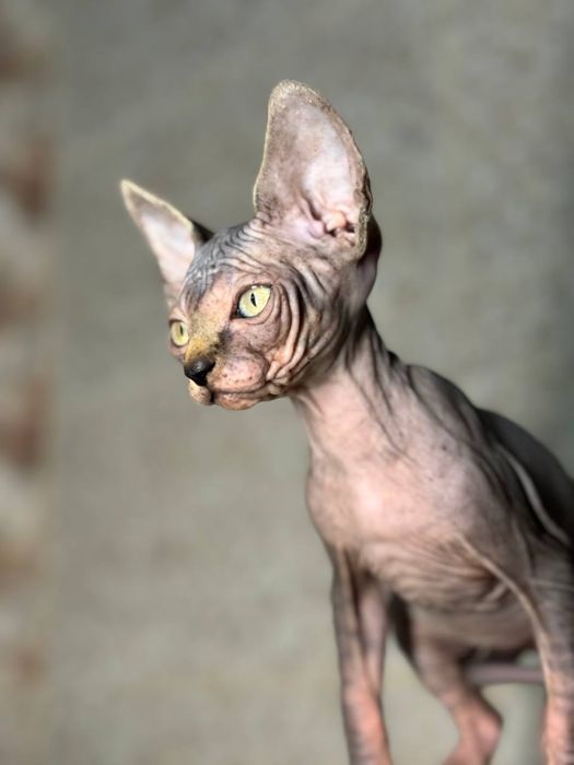 Сфінкс канадський хлопчик