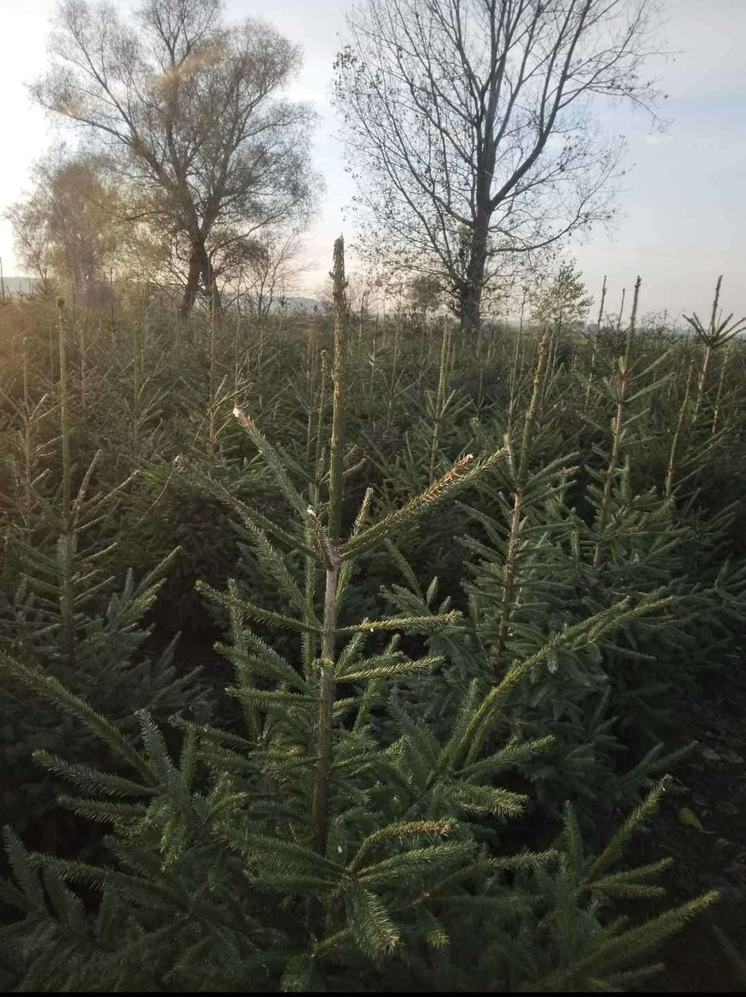 Sprzedaż choinek