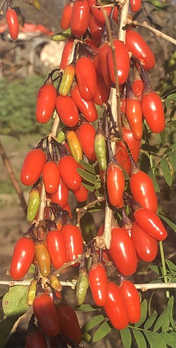 Годжі -чудо ягода , антиоксидантна бомба !